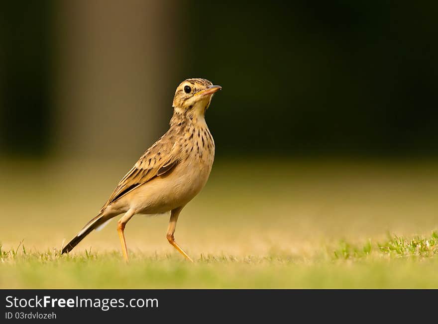 Paddy field Pipit