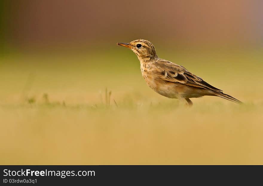 Paddy Field Pipit