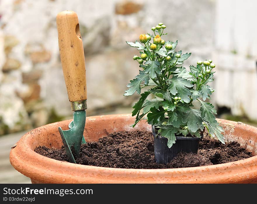 Potting a seedling in a pot of daisies