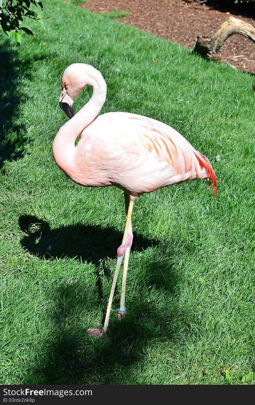 Flamingo