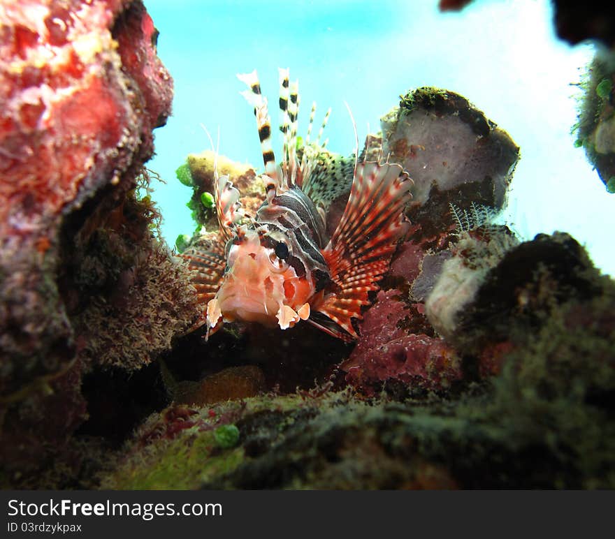 Lion fish under the coral reef. Lion fish under the coral reef