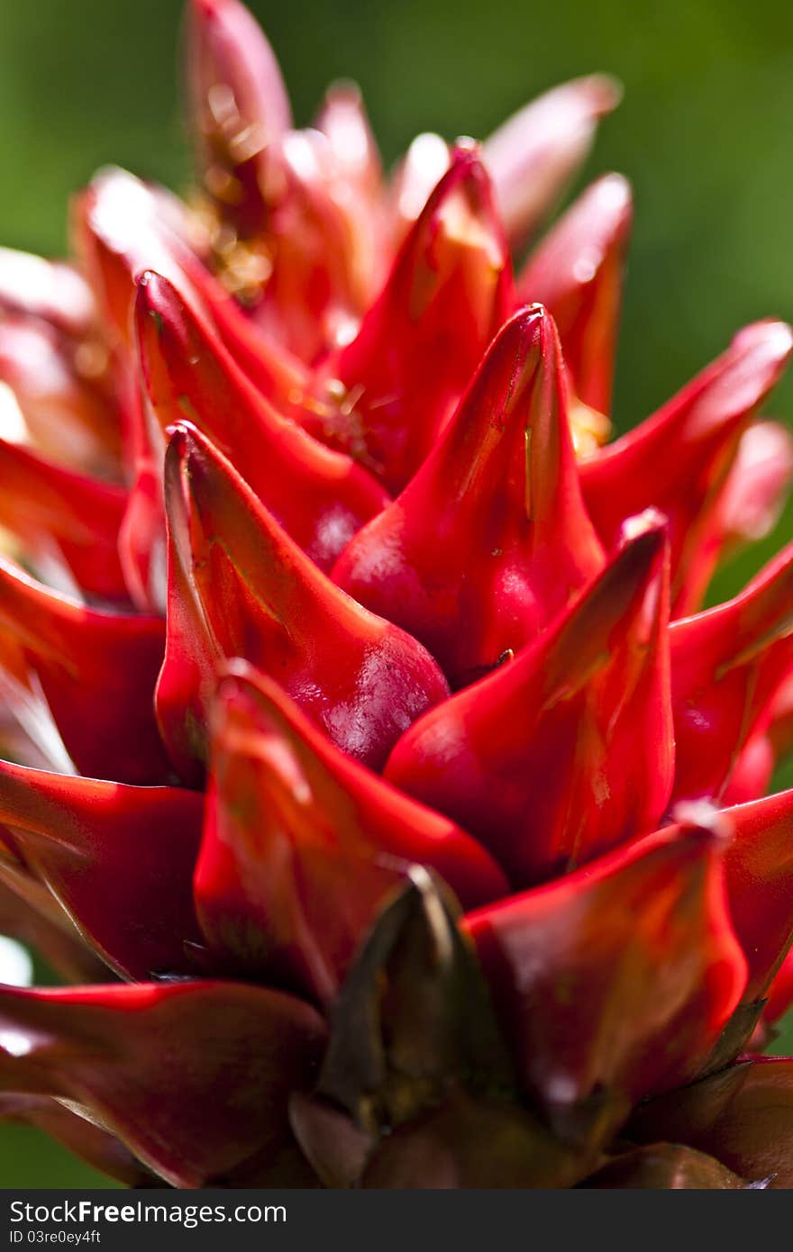 Red Flower In Green Background