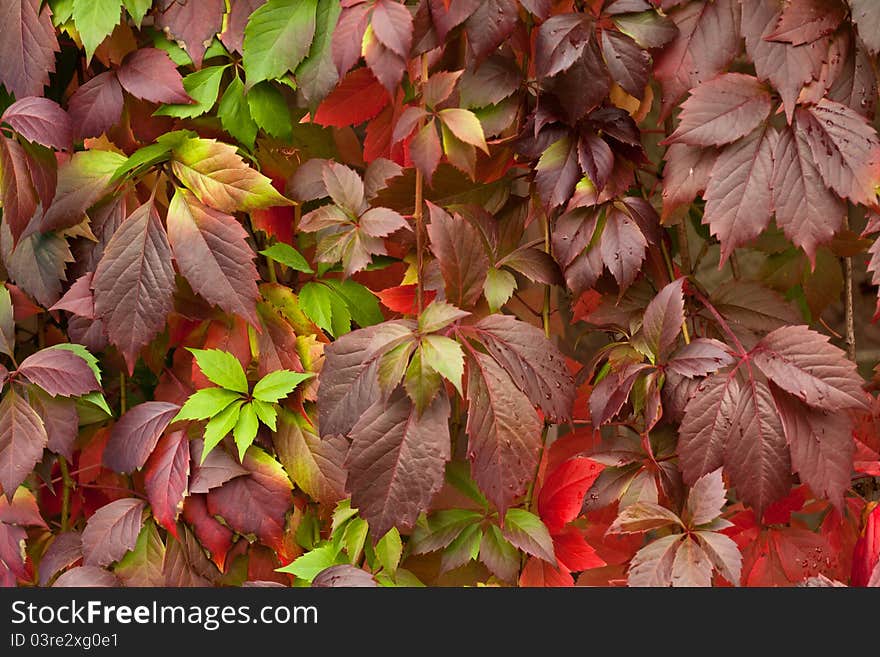 Autumn themed backdrop of colorful autumn leaves