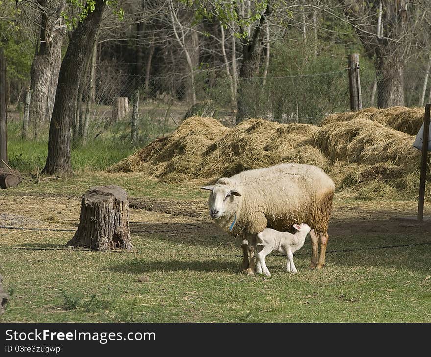 Ewe and Lamb