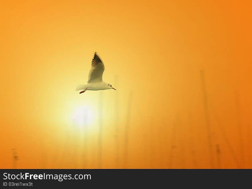 Seagull flies over the port