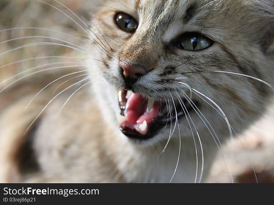 Head of beautiful wild cat