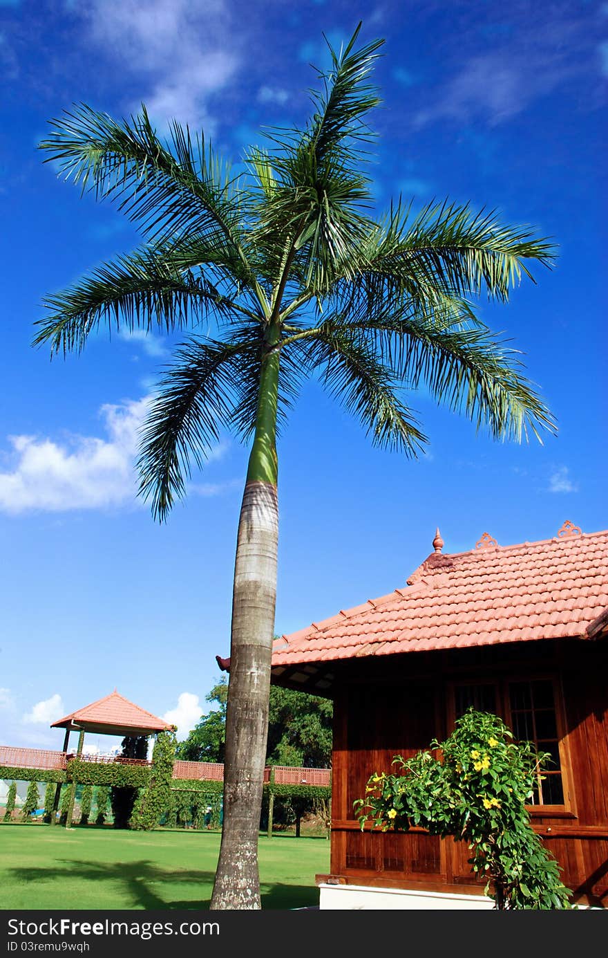 Single Palm tree photo taken in India Cochin 2011