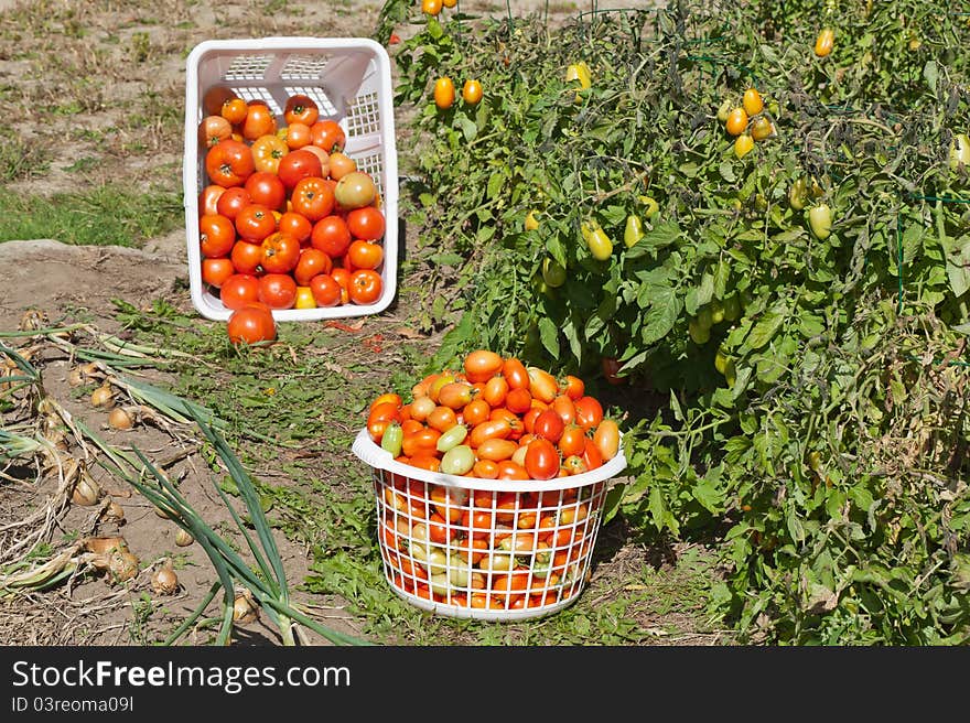 A Garden View of Harvested Tomatoes