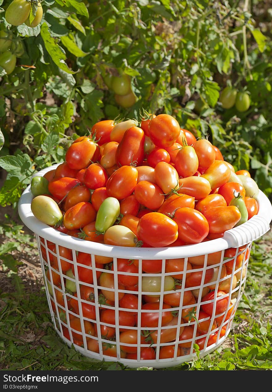 Basket of Plum Tomatoes