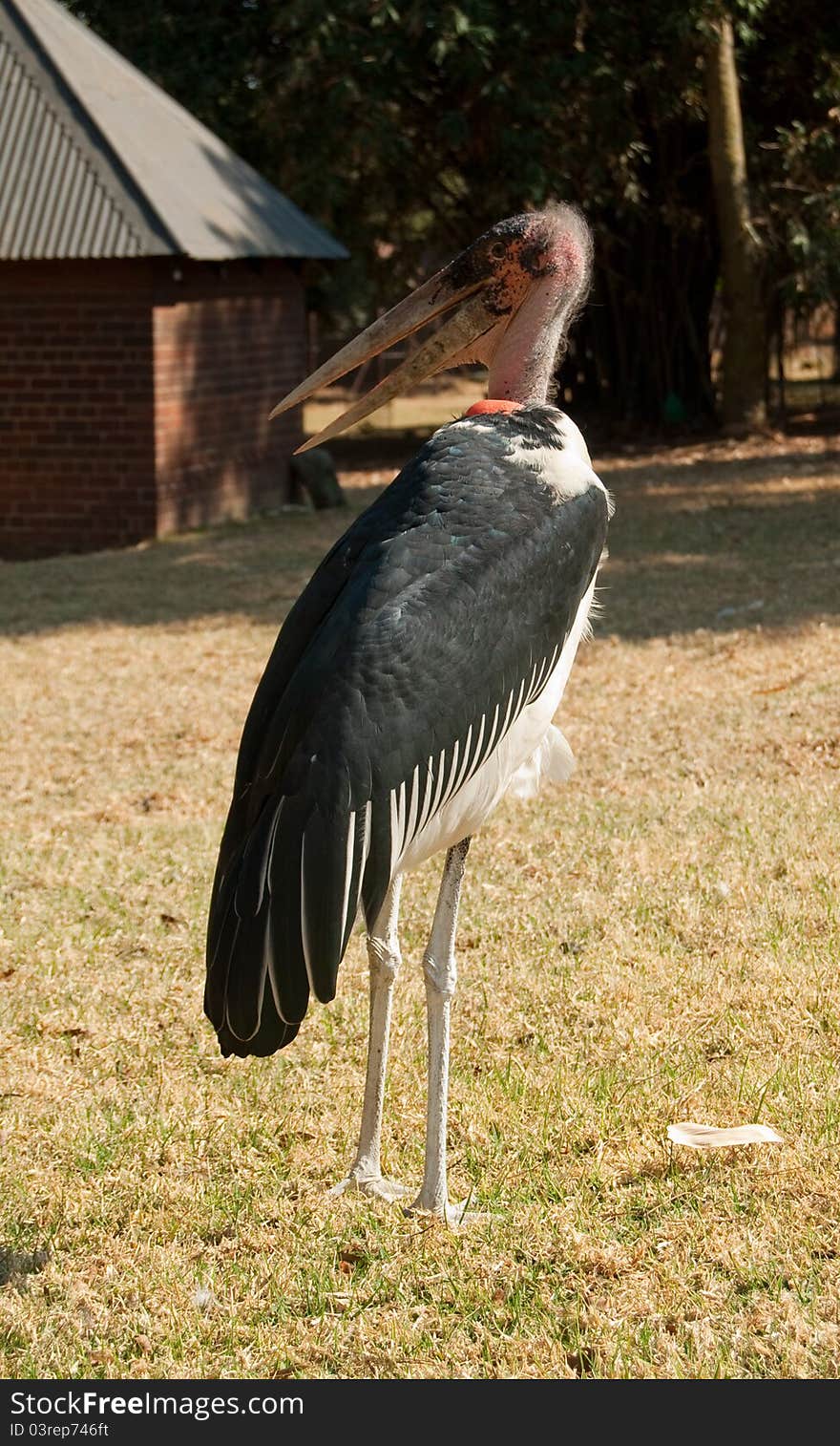 A Marabou stork, (Leptoptilos crumeniferus), photgraphed in Johannesburg zoo. They breed in Africa south of the Sahara.