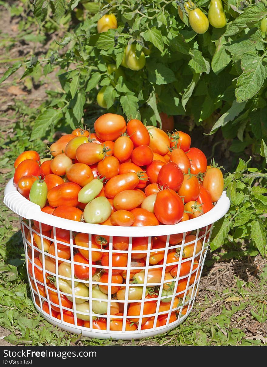 Basket of Plum Tomatoes