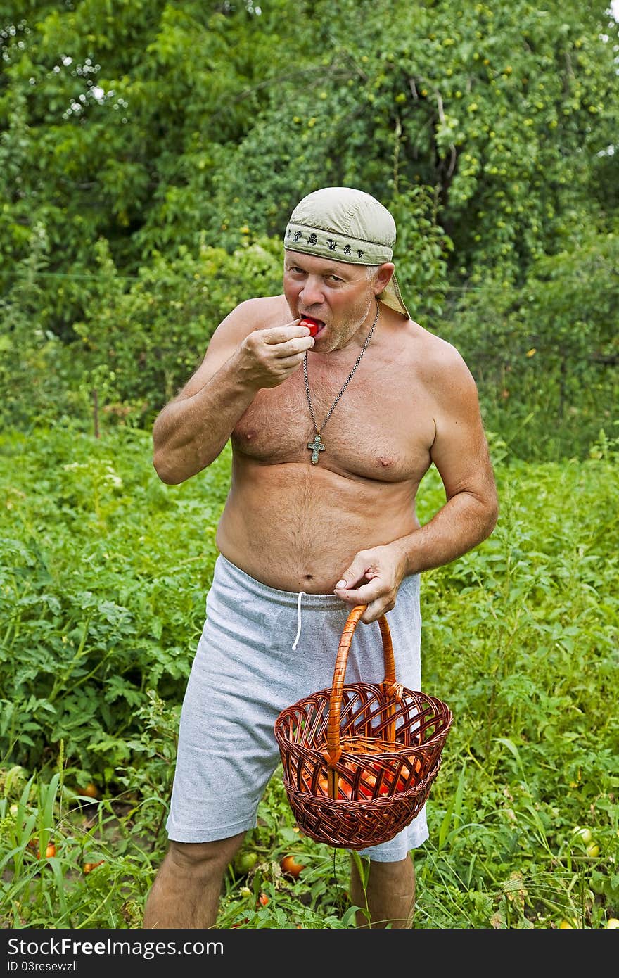 Farmer Harvesting Vegetable in summer