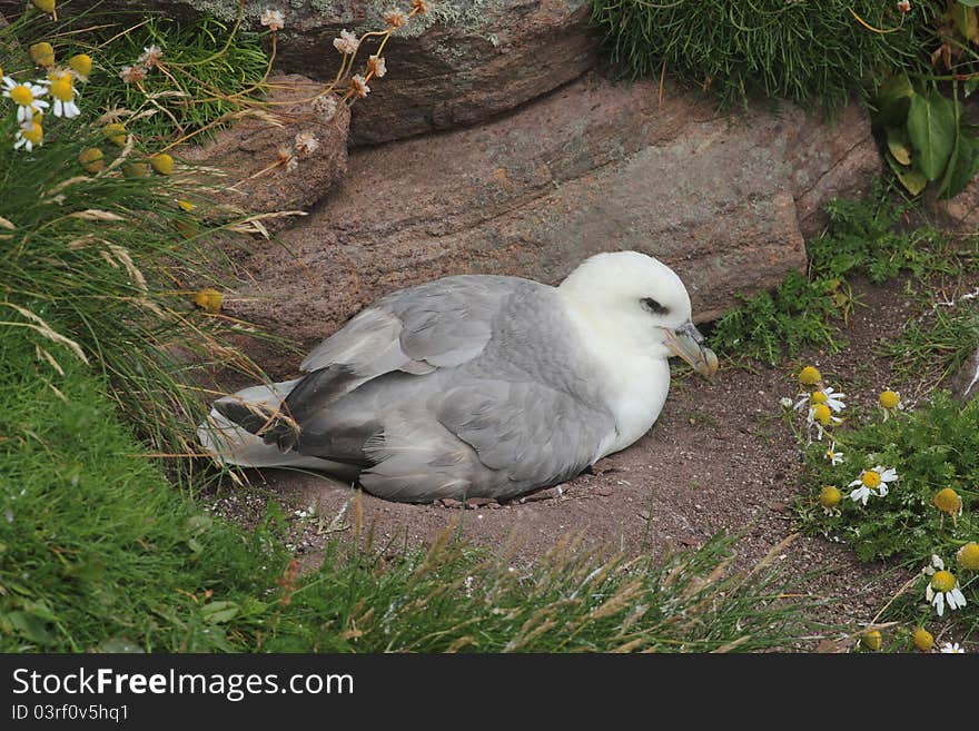 Nesting fulmar (Fulmarus glacialis)