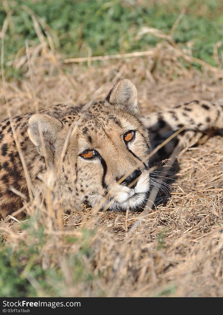 A watchful cheetah in africa. A watchful cheetah in africa