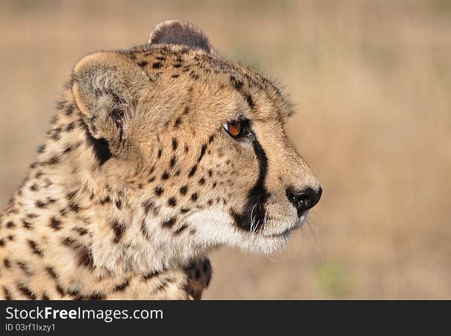 Cheetah in profile