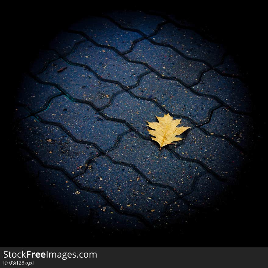 Lonely leaf of a tree in the floor. Lonely leaf of a tree in the floor