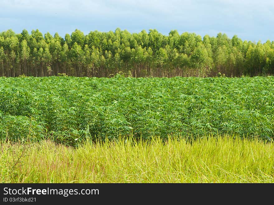 Green Acres and three layers.