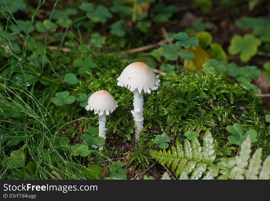 Mushrooms agaric