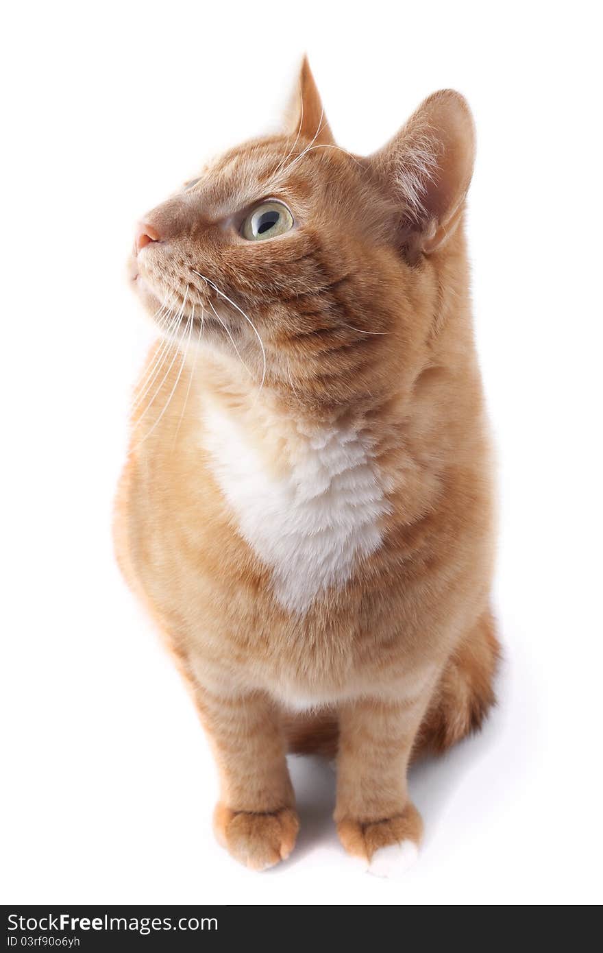 Red Cat on a white background