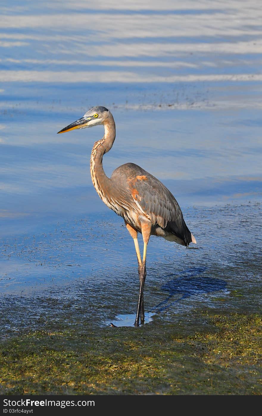 Great Blue Heron Walking