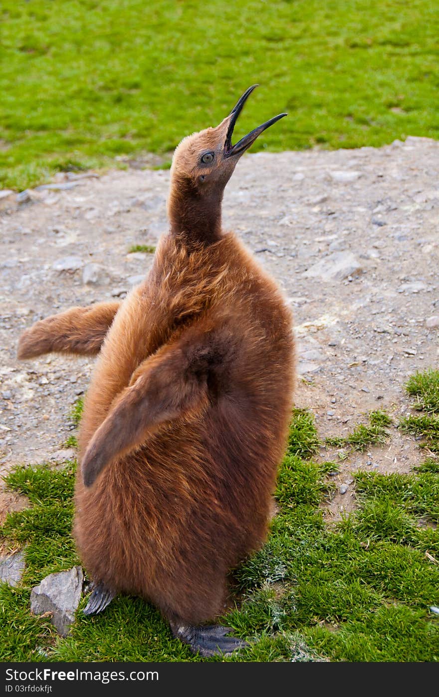 King Penguin Chick