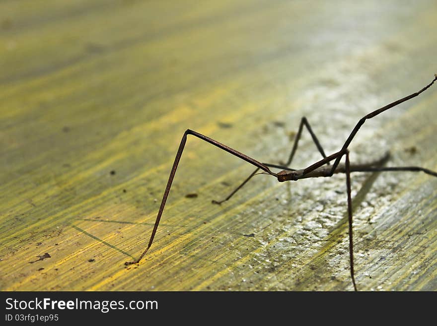 It has 6 long legs but can not jump to far. It has 6 long legs but can not jump to far.