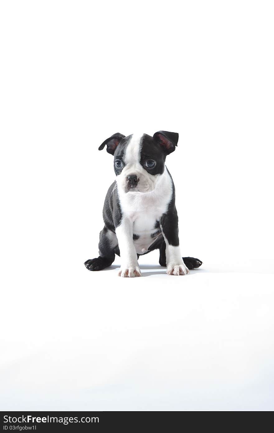 Male baby Boston Terrier on white, vertical.