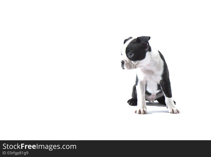 Male baby Boston Terrier on white, hozitontal.