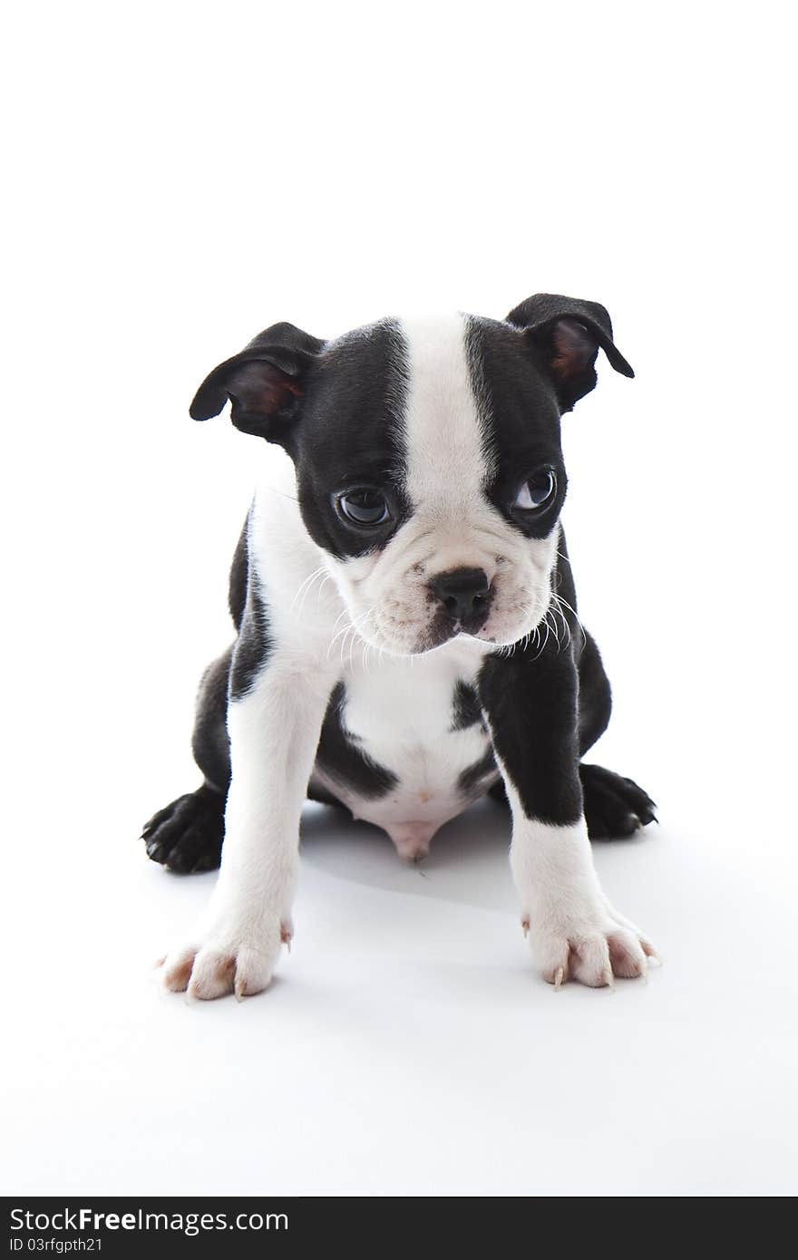 Male baby Boston Terrier on white, vertical.