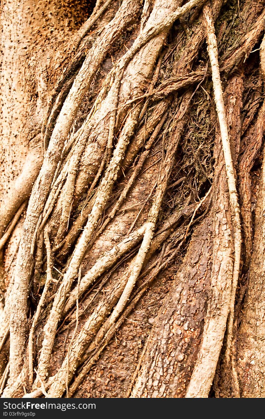 Bark abstract -2