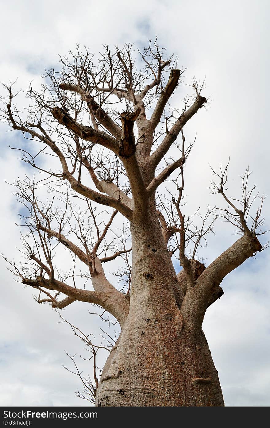 Baobab Tree