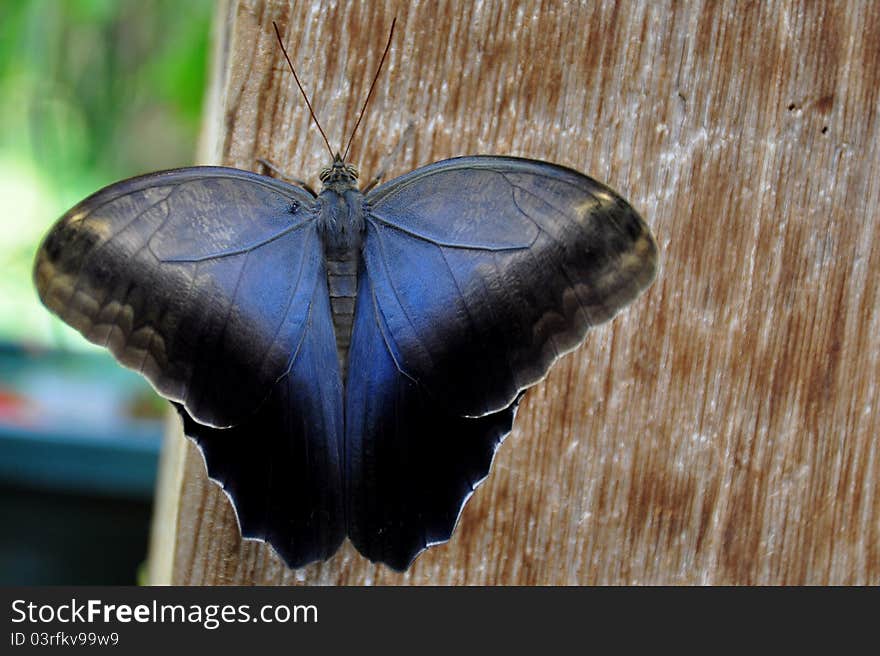 The tawny owl butterfly of South America,shows off its pretty colors. The tawny owl butterfly of South America,shows off its pretty colors.