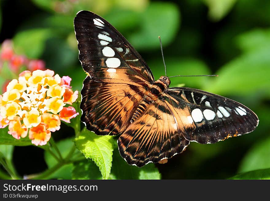 The brown clipper,aka,parthenos sylvia philippensis,feeds from the lovely flowers in the gardens. The brown clipper,aka,parthenos sylvia philippensis,feeds from the lovely flowers in the gardens.