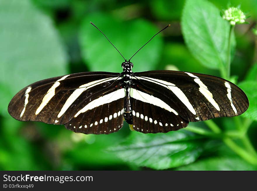 A zebra butterfly,aka,Heliconius charitonia,spreads its wings,stretching out its beauty. A zebra butterfly,aka,Heliconius charitonia,spreads its wings,stretching out its beauty.