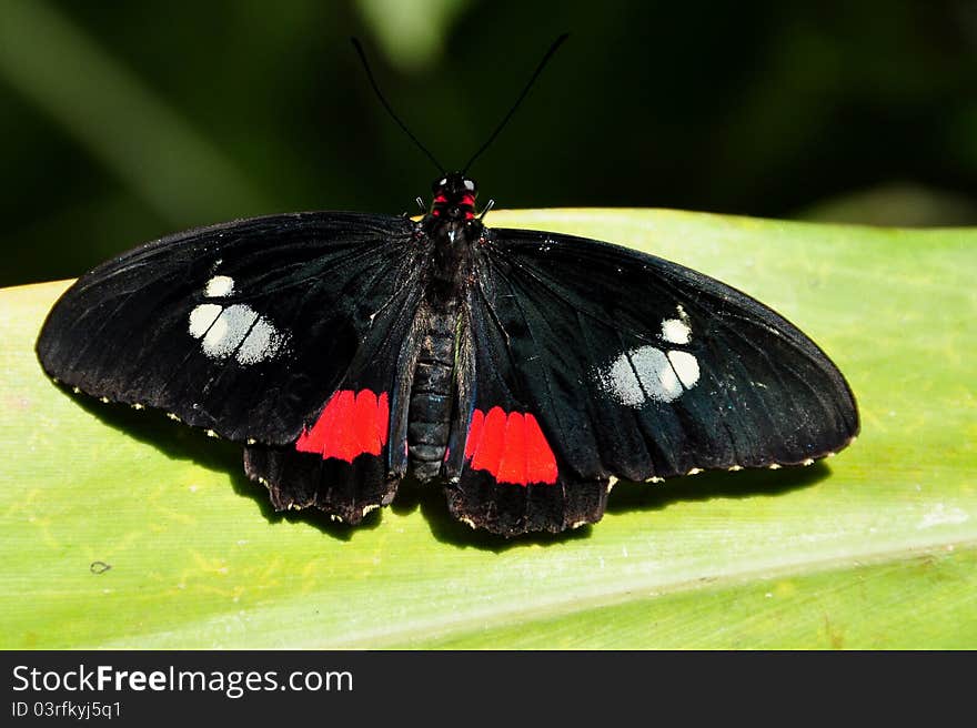 Pink Cattleheart Butterfly