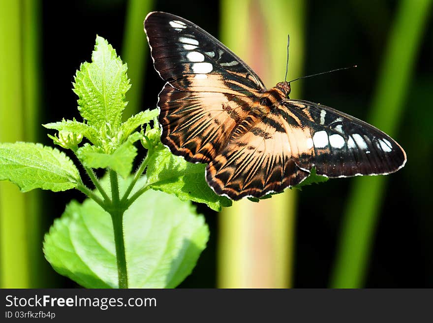 The brown clipper,aka,parthenos sylvia philippensis,shows off its beauty by spreading its wings. The brown clipper,aka,parthenos sylvia philippensis,shows off its beauty by spreading its wings.