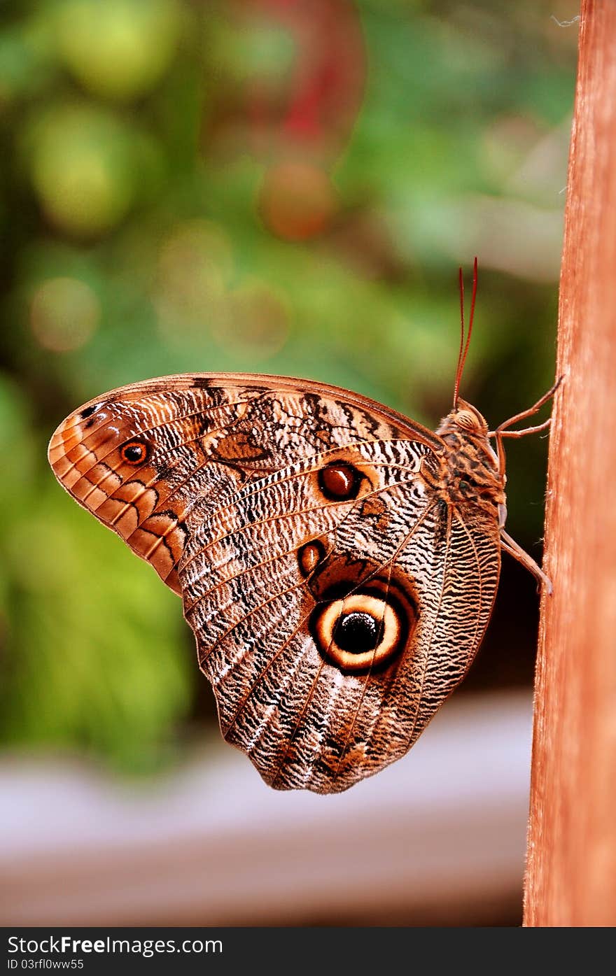 The tawny owl butterfly of South America,aka,Caligo memnon,poses for its photo. The tawny owl butterfly of South America,aka,Caligo memnon,poses for its photo.