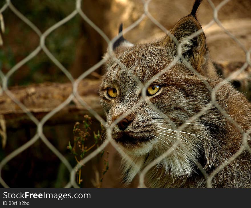 A beautiful lynx in captivity. A beautiful lynx in captivity