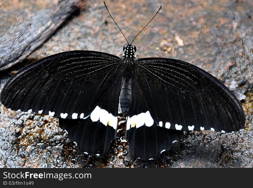 A male common mormon,aka,Papilio polytes,spreads its pretty wings in anticipation of flight. A male common mormon,aka,Papilio polytes,spreads its pretty wings in anticipation of flight.