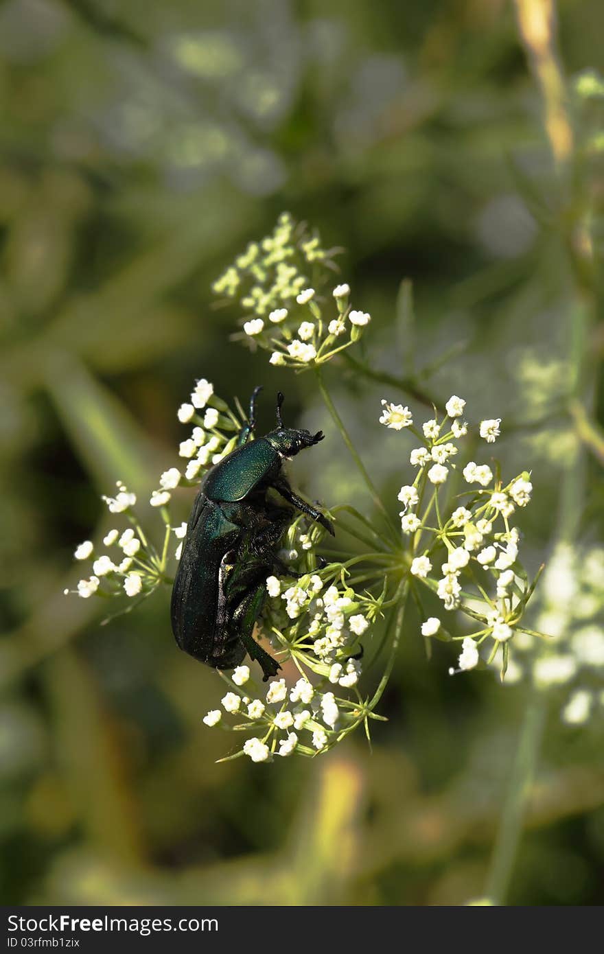 Green bug sits on white flowers (macro)