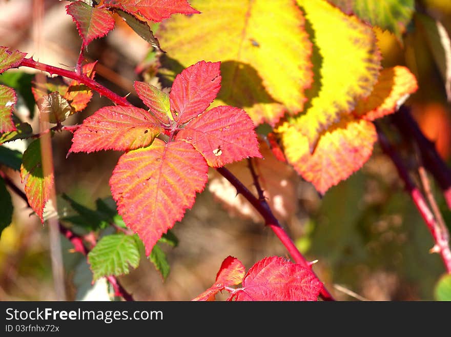 As the autumn days get longer the blackberry bushes get some nice red and yellow hues. As the autumn days get longer the blackberry bushes get some nice red and yellow hues