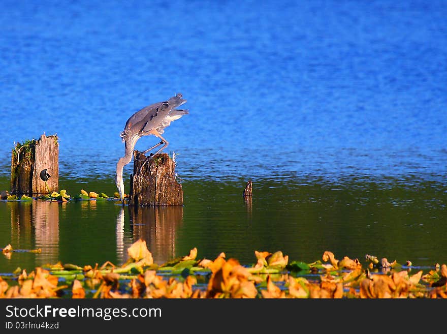 A great blue heron takes a quick drink of water on a warm summer day. A great blue heron takes a quick drink of water on a warm summer day