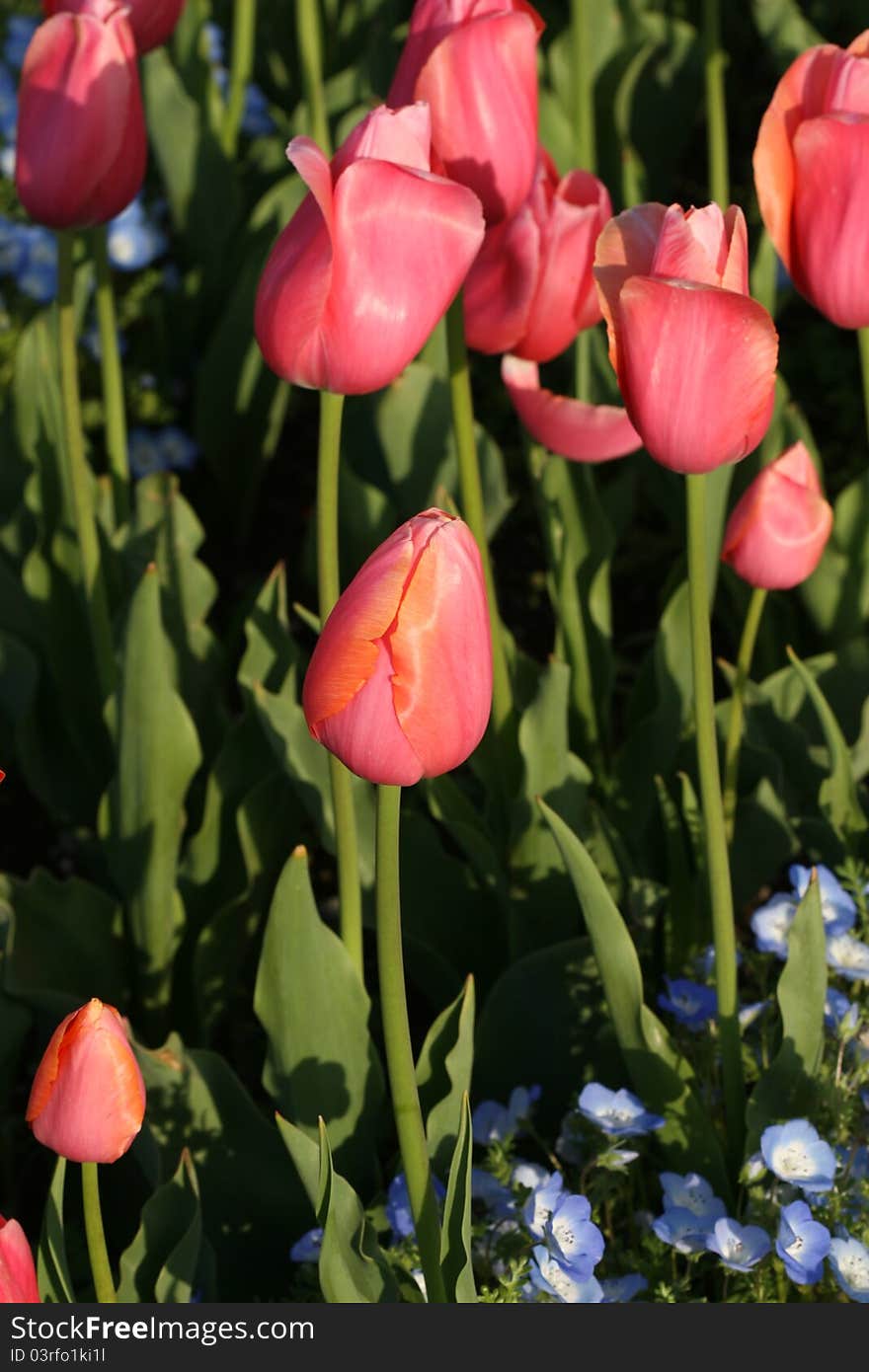 Tulips