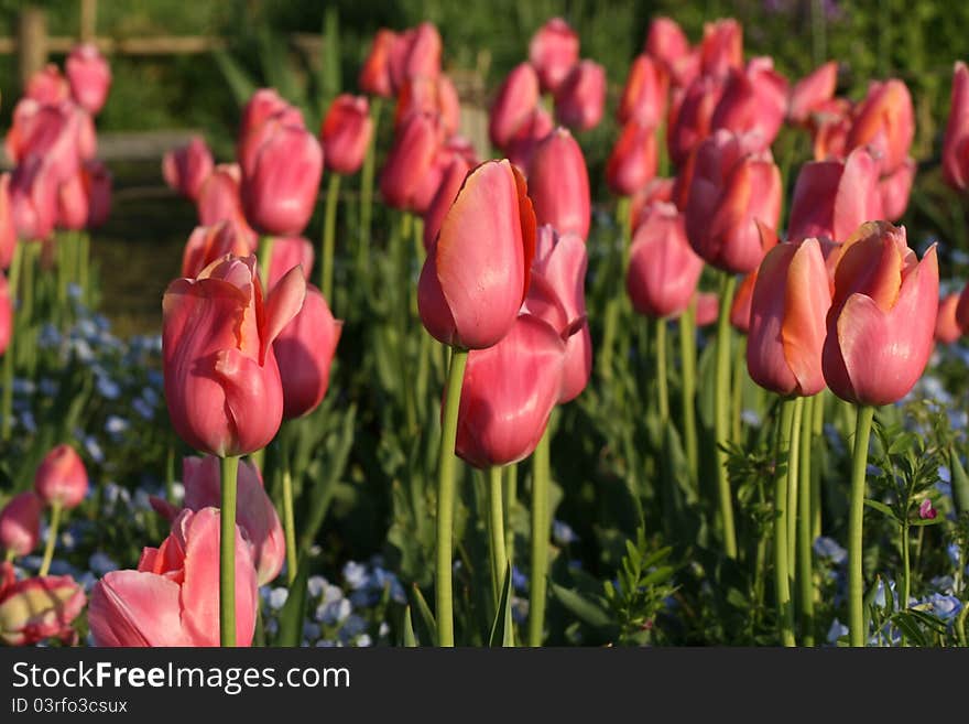 Tulips