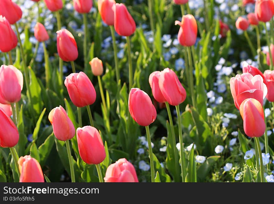 Beautiful tulips flowers blooming in spring time proudly