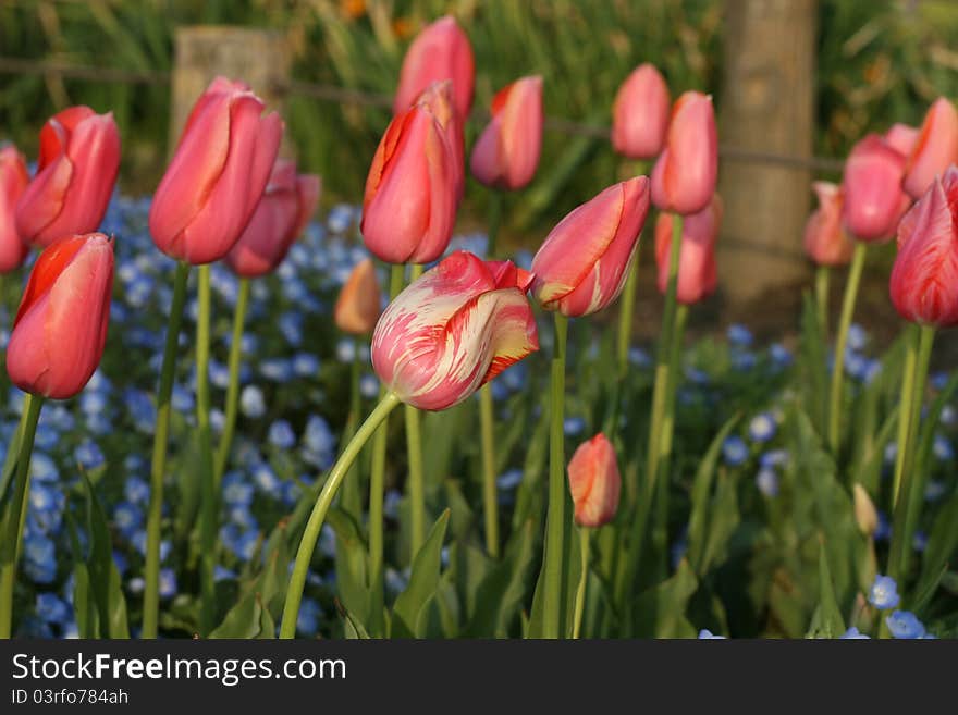 Tulips