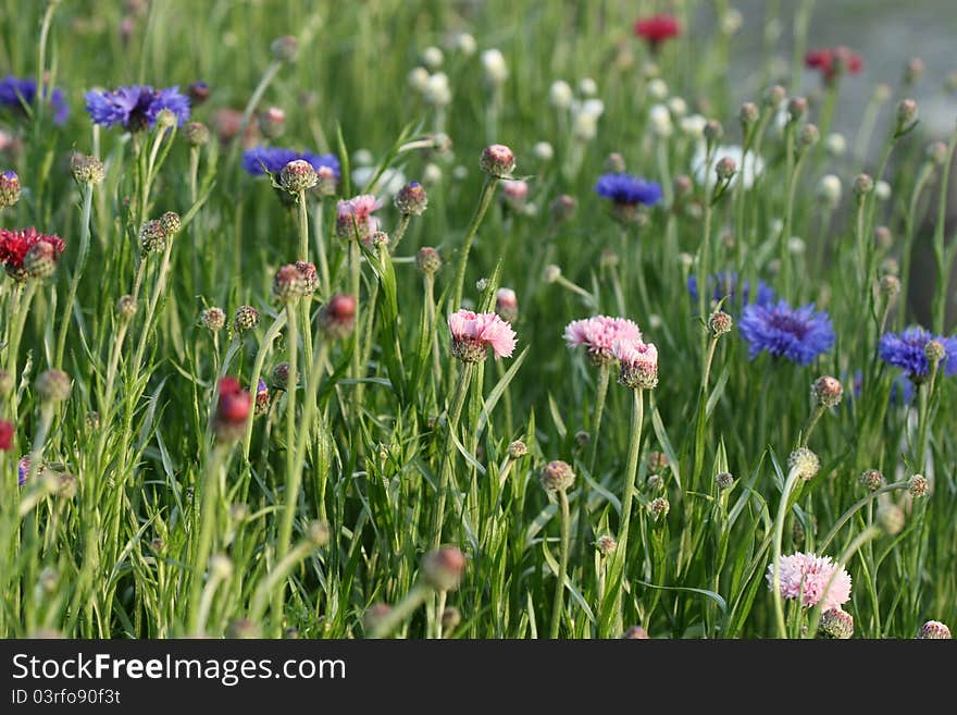 Cornflower