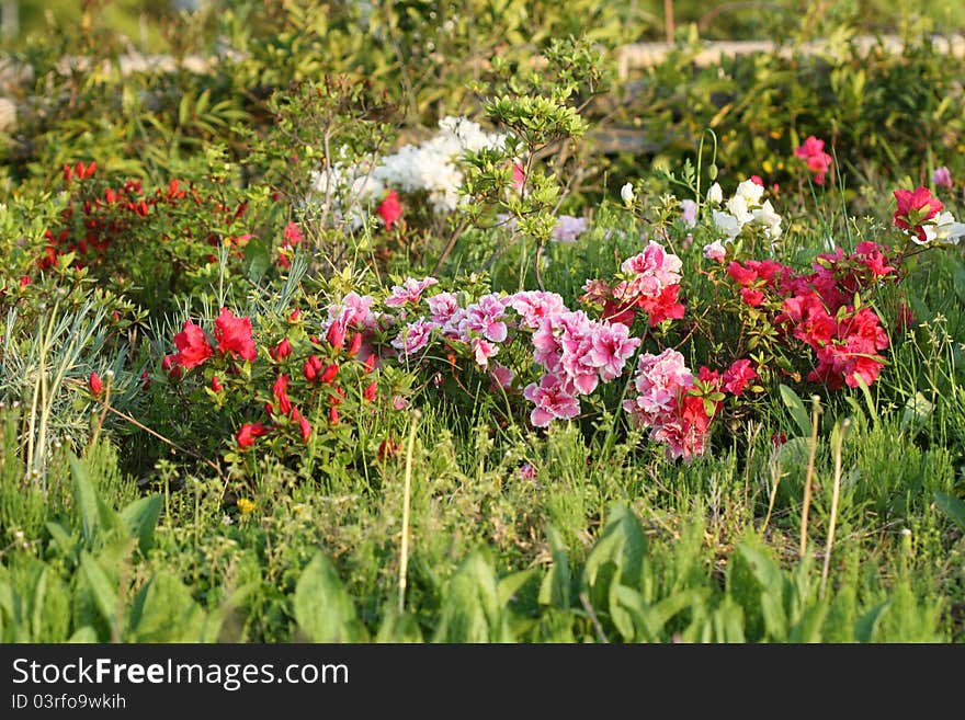 Flower garden