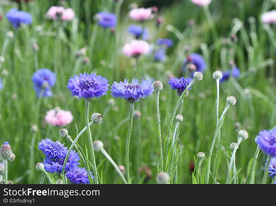 Cornflower