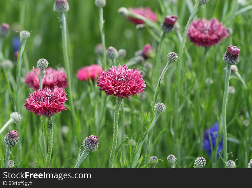 Cornflower